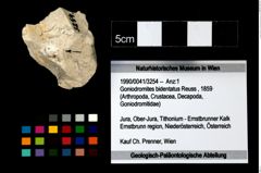 Foto (Objekt + Etikett) von Goniodromites bidentatus (Reuss, 1859)  (NHMW-GEO-1990-0041-3254)